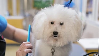 The Pet Company Petco