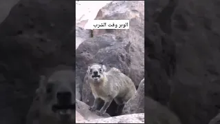 صوت الوبر عند شرب الهواء بدلا عن الماء         دندنها