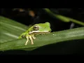 Frog Noises | Ringtone Free Download | Animal Ringtones