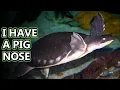 Fly River Turtle facts aka pig nosed turtle Animal Fact Files