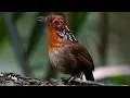 Download Lagu MASTERAN GACOR \u0026 PIKAT WAMBI MINI LOKAL SUARA PANCINGAN | KICAU MERDU ASLI SUARA BURUNG