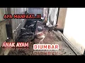Download Lagu SAATNYA ANAK AYAM BANGKOK DIUMBAR DANA APA MANFAATNYA..!!!