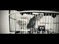 Download Lagu PERKUTUT WIDHAKSANA GOSTA GASTI (WGG) di iringi alunan Kecapi dan Seruling khas Sunda.