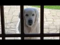 14-Year-Old Golden Retriever Brings Surprises to Neighbors Every Day The Dodo