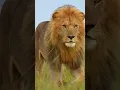 Download Lagu lion attacking or chasing you in dream meaning #shorts #short  #lion #dreammeaning  #lionindream