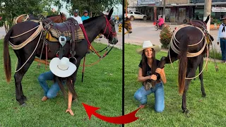 THE TAMEEST MULE IN THE STATE OF PARÁ 😱