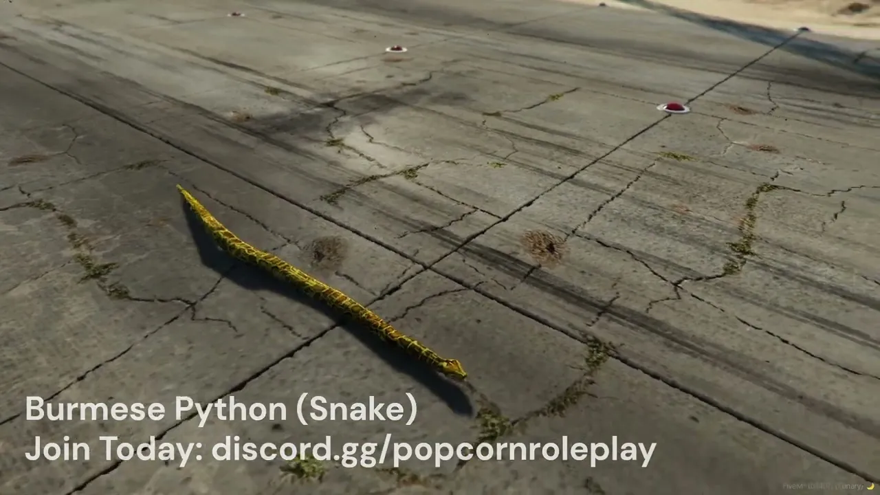 Burmese Python Snake