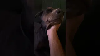 She’s so tired after a long day .. #fyp #dream #youtube #doberman #pets