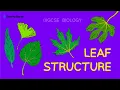 Leaf Structure GCSE Biology IGCSE Biology Revision