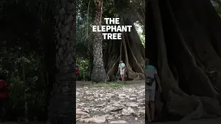 At the feet of a 850 year tree caled The Elephant Tree #windedvoyage #sailinglife #gambia #africa