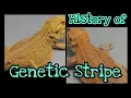 Bearded Dragon History Genetic Stripe