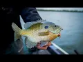 This Lake is LOADED with Monster Bluegills