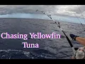 Download Lagu CHASING YELLOWFIN TUNA \