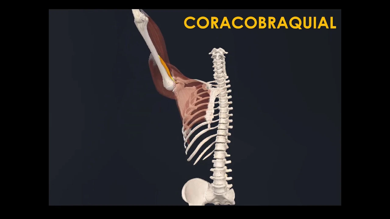 L2.1 | Biomecánica de la articulación glenohumeral | Anatomía 2 | FMed UBA