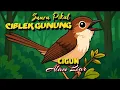Download Lagu Suara Pikat Ciblek Gunung Di Alam Liar 2025