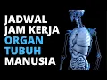 Download Lagu PENTING UNTUK DIKETAHUI !!! Ternyata Begini Jadwal Jam Kerja Organ Tubuh Manusia