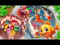 Download Lagu Unboxing Ikan Hias Warna Warni, Ikan Cupang, Ikan Lele,Ikan Koi,MasKoki,Moly,Kura Kura Brazil,Gupy