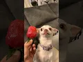 Download Lagu My chihuahua hates strawberry😂😂