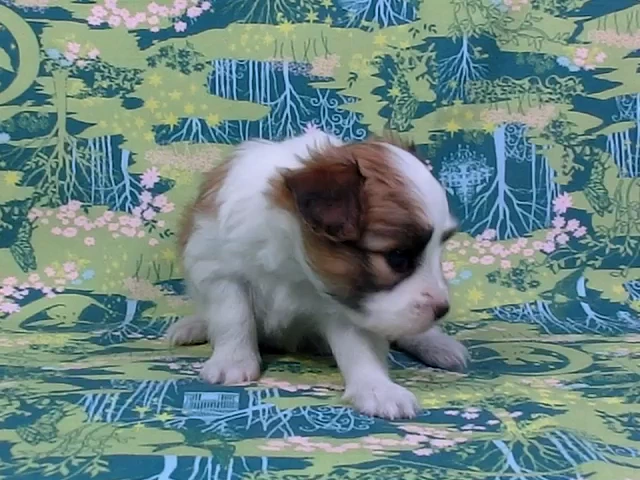 動画