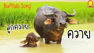 เพลงควาย 🐃 Buffalo song