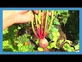 Download Lagu Ah moestuintjes oogsten: rode biet en boontjes - bekijk mijn peperplantjes