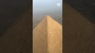 Paraglider Spots Dog on Top of Egyptian Pyramid
