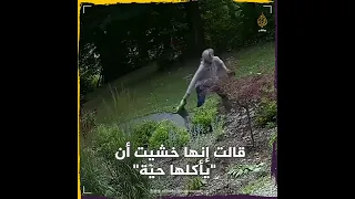 ركلته بشجاعة ثعلب مسعور يهاجم امرأة ستينية بلا هوادة في حديقة منزلها  ركلته بشجاعة ثعلب مسعور يهاجم امرأة ستينية بلا هوادة في حديقة منزلها