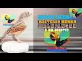 Suara Jernih nyanyian burung Branjangan Javanika masteran dan pancingan emosi burung branjangan