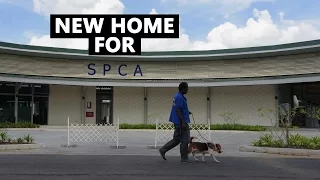 SPCA s New Home CNA Insider