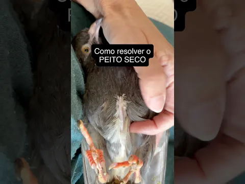 PEITO SECO EM AVES.