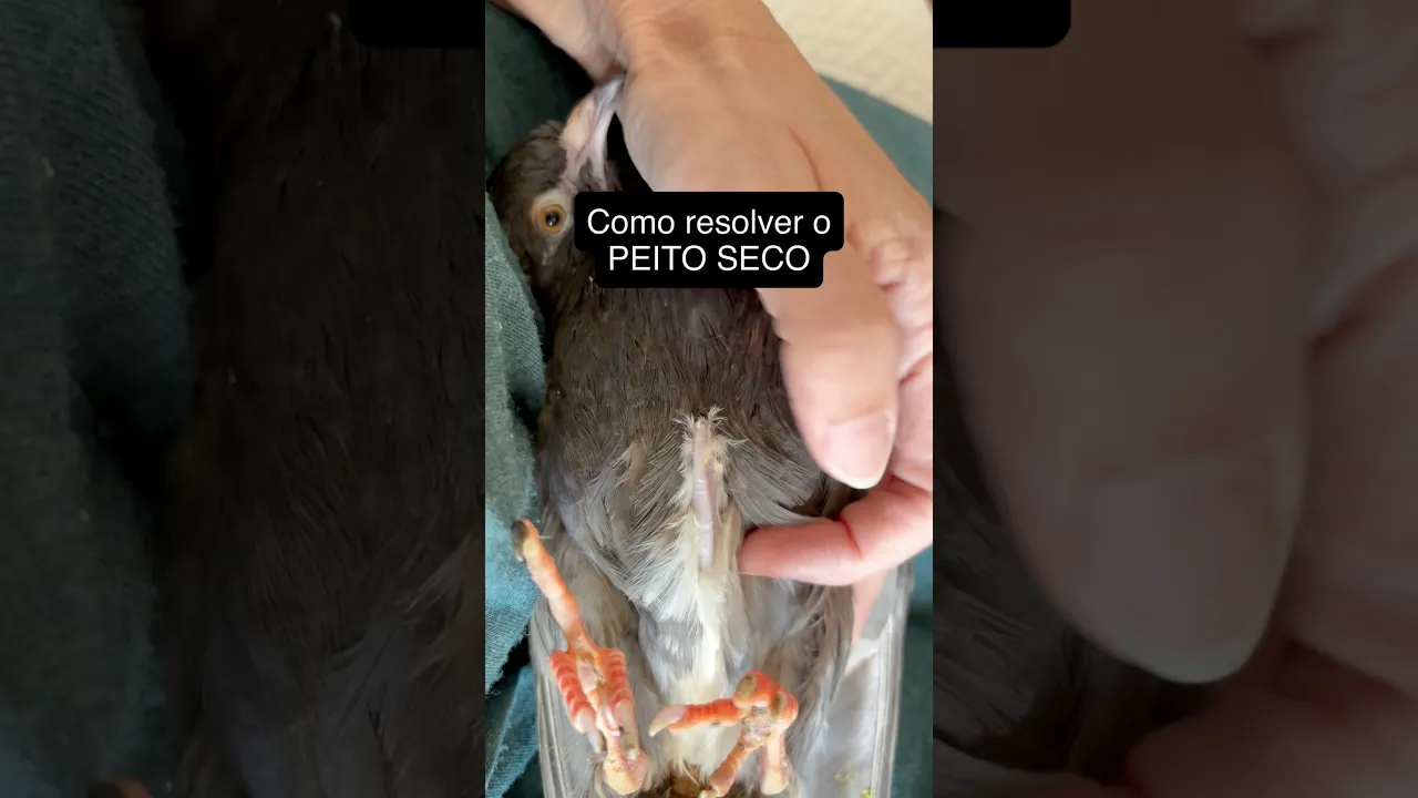 PEITO SECO EM AVES.