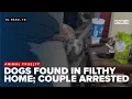 El Paso couple charged with cruelty after discovery of distressed dogs in filthy home
