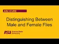 Distinguishing Between Male and Female Flies