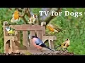 Download Lagu Dog Watch TV Spectacular - Videos for Dogs to Watch Garden Birds ✅