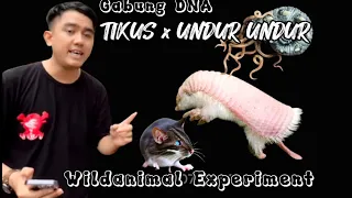 Undur undur dan Tikus digabung #wildanimalexperiment #fiksi #animal #science