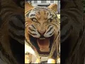Download Lagu Harimau Malaya Versi Patung Macan Lagi #harimaumalaya #funny #viral