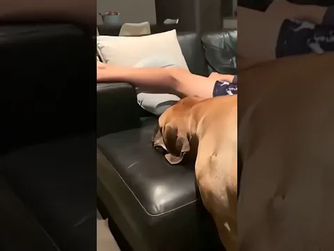 Sneaky Boerboel Trying to Steal slippers