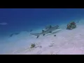 Download Lagu Diving South Ari Atoll, Maldives, September 2021