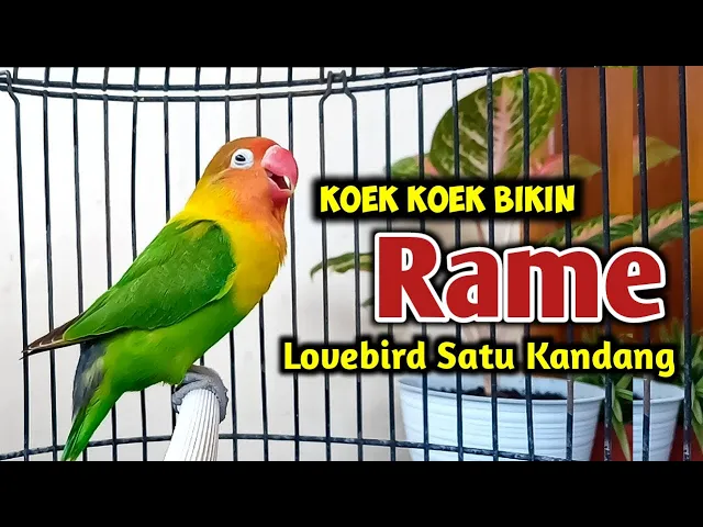 Download MP3 SUARA BURUNG LOVEBIRD NGEKEK PANJANG KOEK KOEK PANCING EMOSI, BIKIN RAMAI LOVEBIRD SATU KANDANG