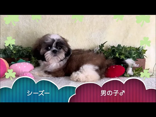 動画