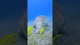 عروسة البحر الحقيقة    دندنها