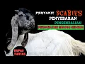 Download Lagu Kupas Tuntas Penyakit Scabies (Kurap) Pada Ternak // Penanggulangan, Resep Pengobatan.