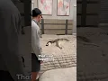 Download Lagu My dog does not agree with the vet #dog #dogs #husky #huskies #cute #video