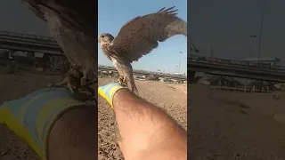 صقر الباشك بالعراق اسمة اصكير الفار تدريب 