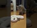 Download Lagu The Snake Protects the Mouse?! Even the Cat Is Stunned