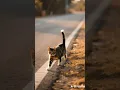 Download Lagu berlari lari sendirian siucing