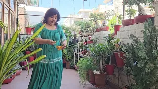 अक्टूबर में GARDEN में करलें ये जरूरी काम - October Gardening Works || Fun Gardening