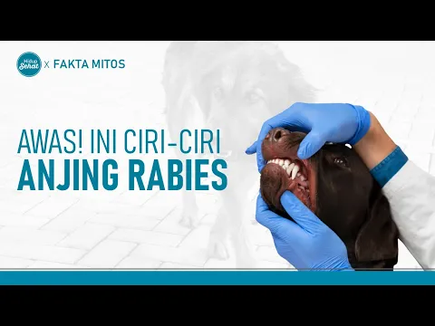 Ciri-Ciri Hewan Rabies dan Cara Mencegahnya
