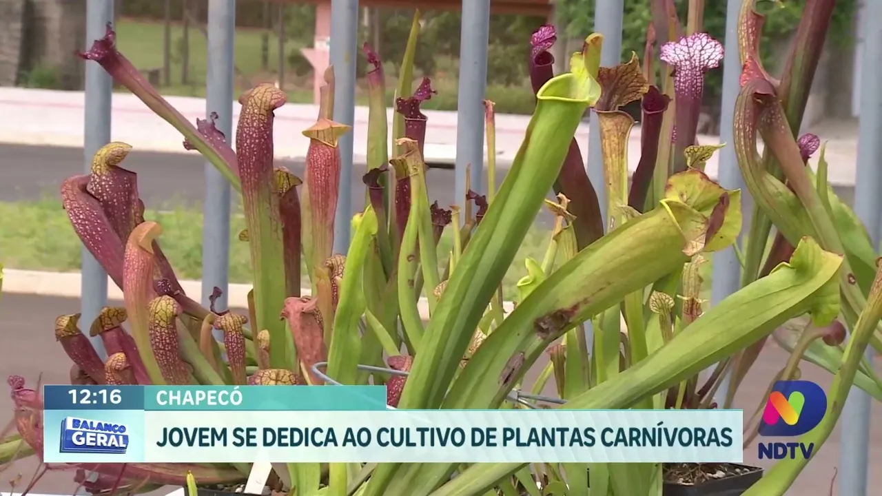 Verde que Encanta: A História do Jovem que Transformou sua Paixão por Plantas em um Estilo de Vida