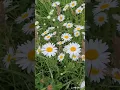 Download Lagu Are these just roadside weeds? Let's take a closer look